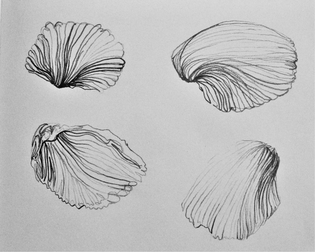 Weighted line practice with the subject of shells helps express drawing tips for beginners